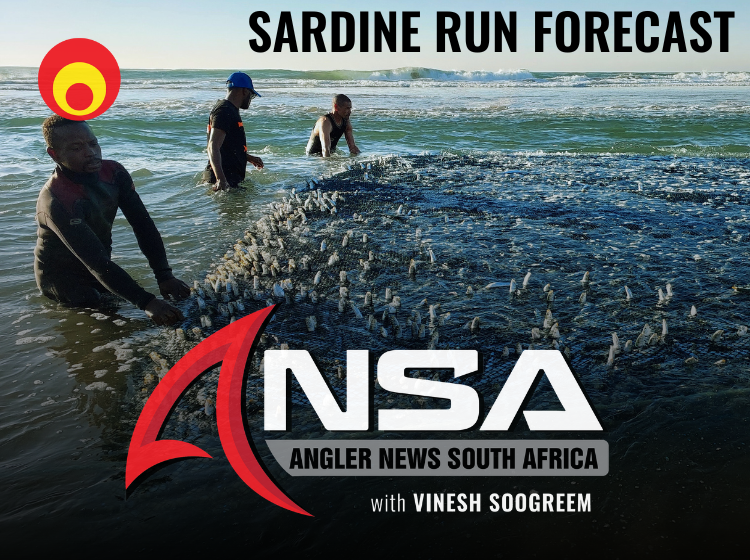 KZN Sardine Run Forecast