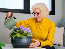 African violet plant