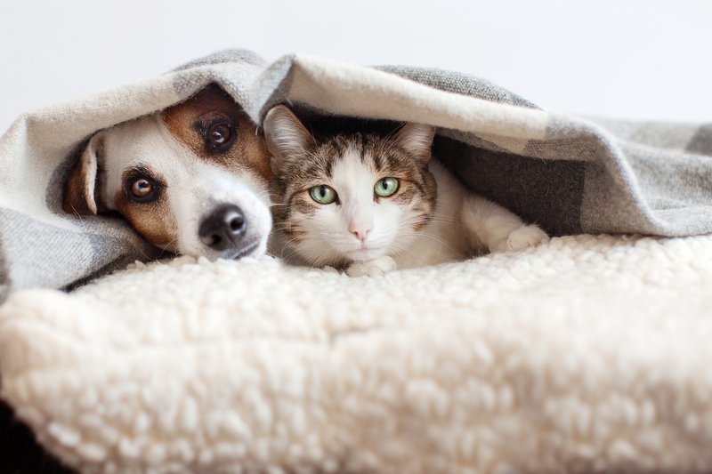 Dog and cat together in blanket iStock