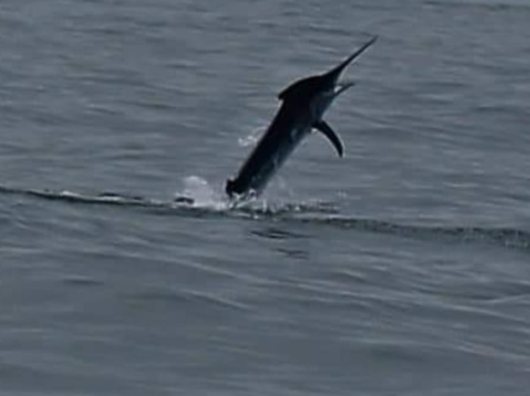 Beautiful jumping Black Marlin