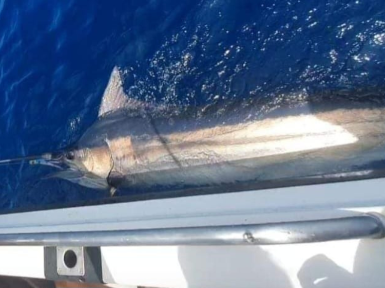 Black Marlin getting ready to be released to fight another day