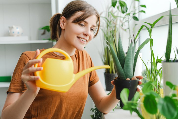 Woman is watering plants at home using yellow watering can